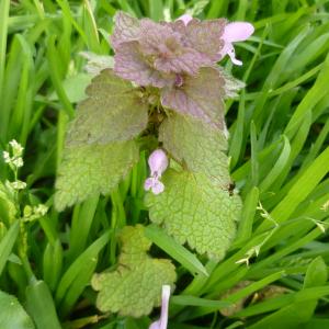 Photographie n°338552 du taxon Lamium purpureum L. [1753]