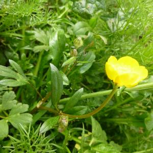 Photographie n°338562 du taxon Ranunculus repens L. [1753]