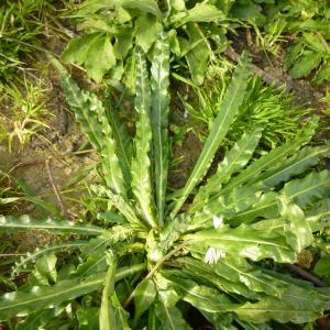 Photographie n°338575 du taxon Reseda lutea L. [1753]