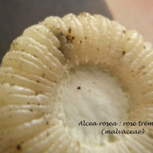 Photographie n°338714 du taxon Alcea rosea L. [1753]
