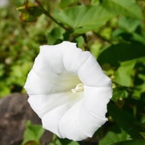 Photographie n°338734 du taxon Calystegia sepium (L.) R.Br. [1810]