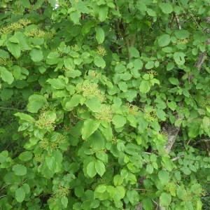 Photographie n°338766 du taxon Cornus sanguinea L. [1753]