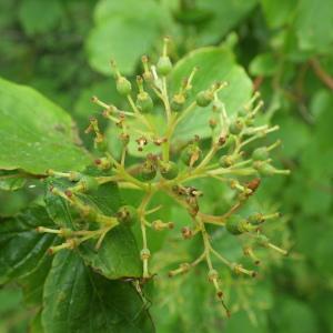 Photographie n°338768 du taxon Cornus sanguinea L. [1753]