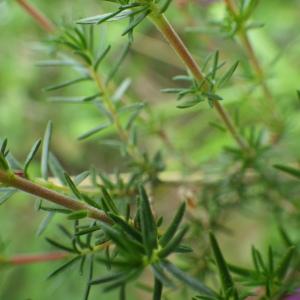 Photographie n°338780 du taxon Erica cinerea L. [1753]