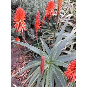 Aloe sp.