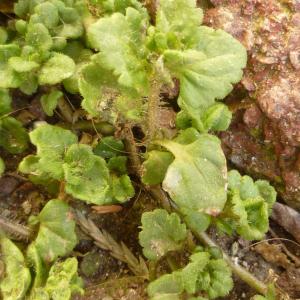 Photographie n°338834 du taxon Veronica arvensis L. [1753]