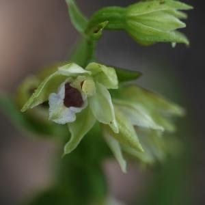  - Epipactis muelleri Godfery [1921]