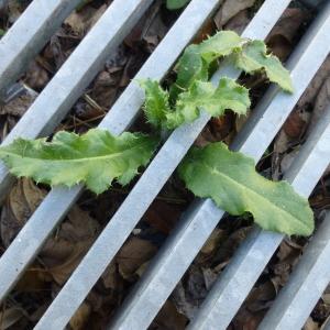 Photographie n°338905 du taxon Cirsium arvense (L.) Scop. [1772]