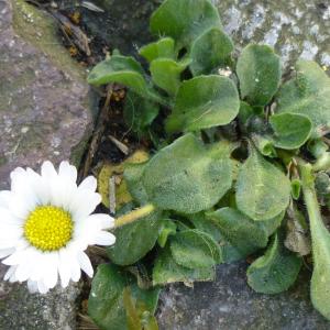 Photographie n°338907 du taxon Bellis perennis L. [1753]