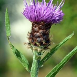 Photographie n°338943 du taxon Centaurea decipiens Thuill. [1799]