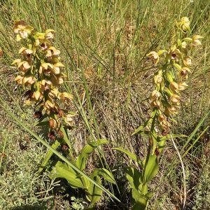 Photographie n°338958 du taxon Epipactis helleborine (L.) Crantz [1769]