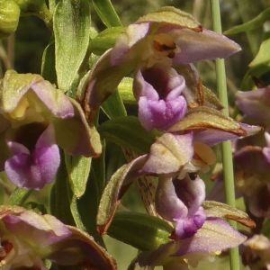 Photographie n°338962 du taxon Epipactis helleborine (L.) Crantz [1769]