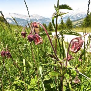 Photographie n°338970 du taxon Geum rivale L. [1753]