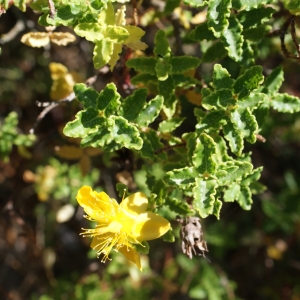 Photographie n°339047 du taxon Hypericum balearicum L. [1763]