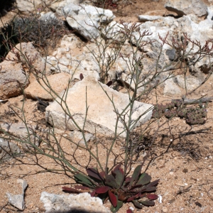 Photographie n°339117 du taxon Limonium companyonis (Gren. & Billot) Kuntze [1891]