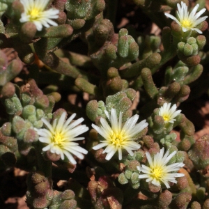  - Mesembryanthemum nodiflorum L. [1753]