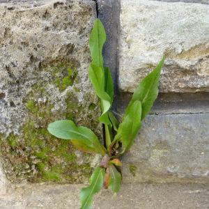 Photographie n°339223 du taxon Lactuca serriola L. [1756]