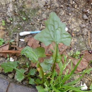 Photographie n°339253 du taxon Lactuca muralis (L.) G.Mey. [1836]