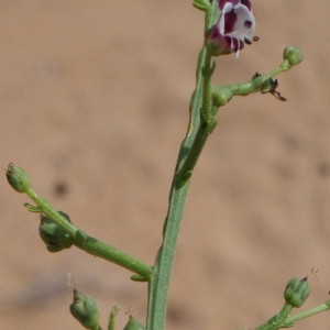 Photographie n°339274 du taxon Scrophularia canina subsp. ramosissima (Loisel.) Bonnier & Layens [1894]