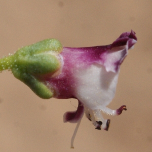 Photographie n°339275 du taxon Scrophularia canina subsp. ramosissima (Loisel.) Bonnier & Layens [1894]