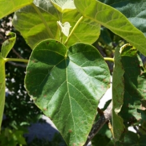 Photographie n°339286 du taxon Paulownia Siebold & Zucc. [1836]