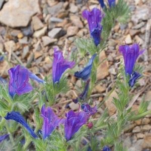 Echium prostratum Cambess. (Vipérine marine)