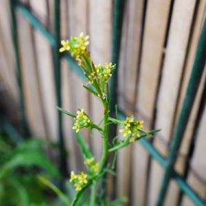 Photographie n°339316 du taxon Sisymbrium officinale (L.) Scop. [1772]