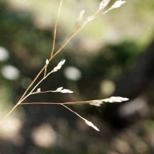 Photographie n°339522 du taxon Aira caryophyllea L. [1753]