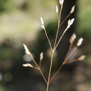 Photographie n°339523 du taxon Aira caryophyllea L. [1753]