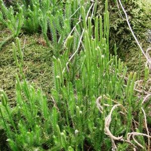 Photographie n°339535 du taxon Lycopodium clavatum L. [1753]