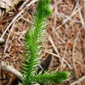 Photographie n°339537 du taxon Lycopodium clavatum L. [1753]