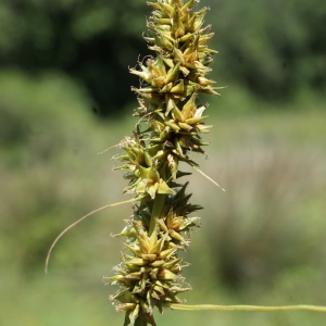 Photographie n°339591 du taxon Carex otrubae Podp. [1922]