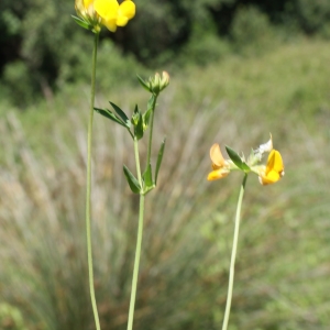 Photographie n°339599 du taxon Lotus glaber Mill. [1768]