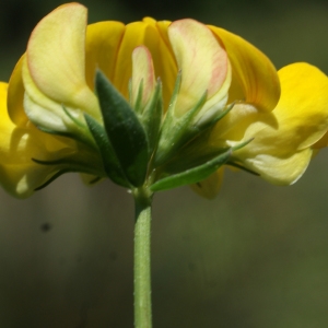 Lotus tenuifolius var. ramosissimus Carion (Lotier à feuilles étroites)