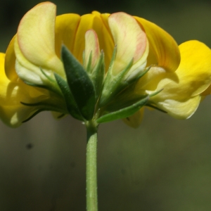 Lotus glaber Mill. (Lotier à feuilles étroites)