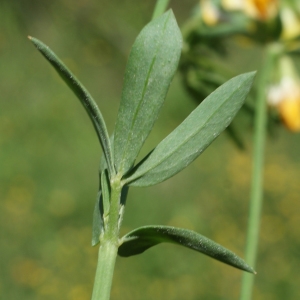 Photographie n°339605 du taxon Lotus glaber Mill. [1768]