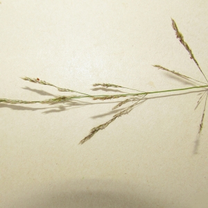 Photographie n°339621 du taxon Poa trivialis sensu L. [1754]