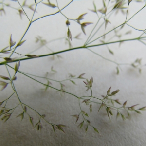 Photographie n°339632 du taxon Agrostis capillaris var. capillaris