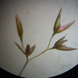 Agrostis capillaris L. var. capillaris (Agrostide capillaire)