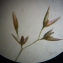  Annick Larbouillat - Agrostis capillaris var. capillaris