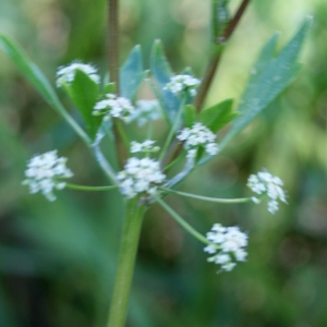 Photographie n°339640 du taxon Apium graveolens L. [1753]