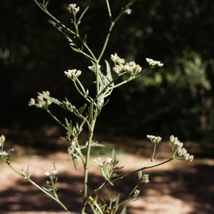 Photographie n°339654 du taxon Torilis arvensis subsp. neglecta (Rouy & E.G.Camus) Thell. [1912]