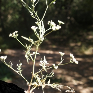 Photographie n°339655 du taxon Torilis arvensis subsp. neglecta (Rouy & E.G.Camus) Thell. [1912]