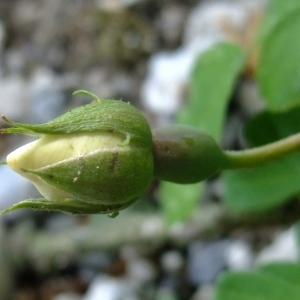 Photographie n°339721 du taxon Rosa arvensis Huds. [1762]