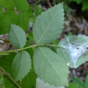 Photographie n°339723 du taxon Rosa arvensis Huds. [1762]