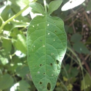 Photographie n°339733 du taxon Solanum dulcamara L. [1753]