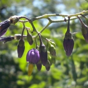 Photographie n°339734 du taxon Solanum dulcamara L. [1753]