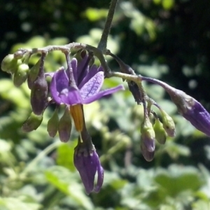 Photographie n°339736 du taxon Solanum dulcamara L. [1753]