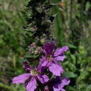 Photographie n°339745 du taxon Lythrum salicaria L.