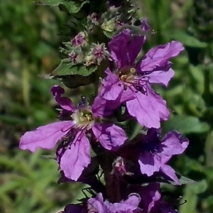 Photographie n°339746 du taxon Lythrum salicaria L.